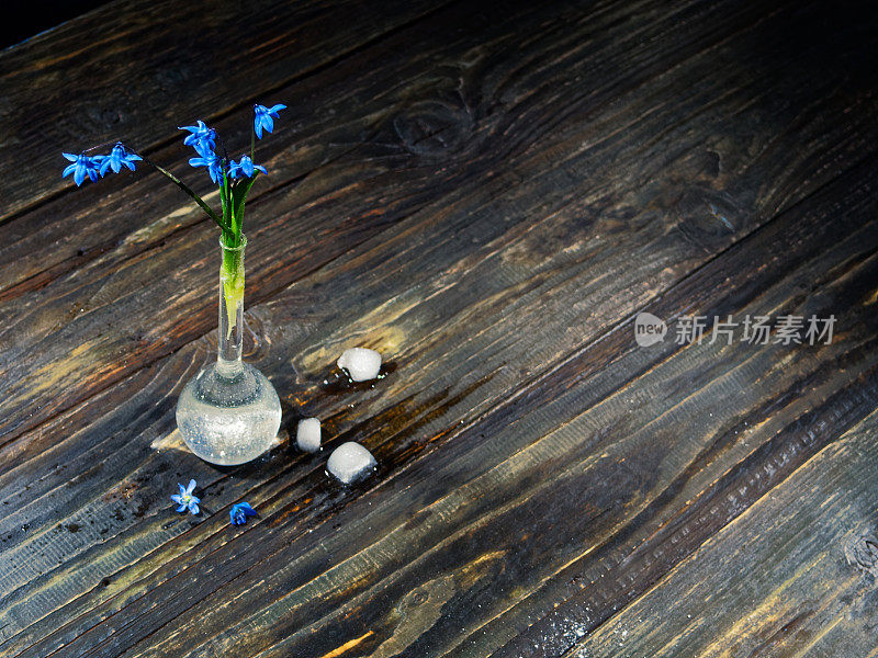 黑色的仍然有蓝色的花(scilla siberica)